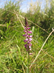 Polygala molluginifolia