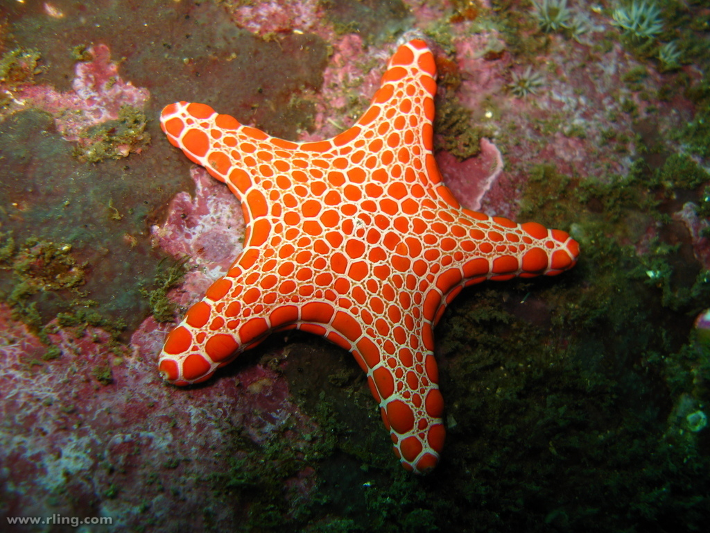 Valvatidan Sea Stars