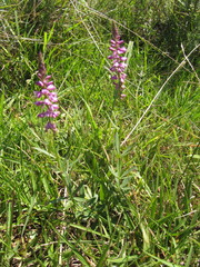Polygala molluginifolia