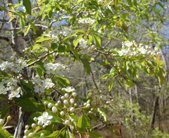 Crataegus spathulata