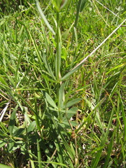 Polygala molluginifolia