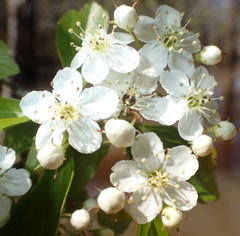 Crataegus spathulata