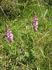 Polygala molluginifolia