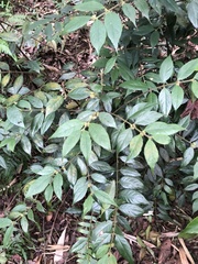 Lasianthus curtisii