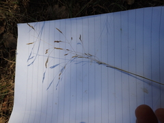 Deschampsia media