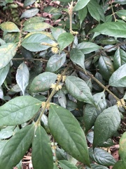 Lasianthus curtisii