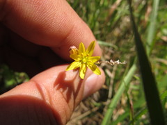 Nothoscordum montevidense