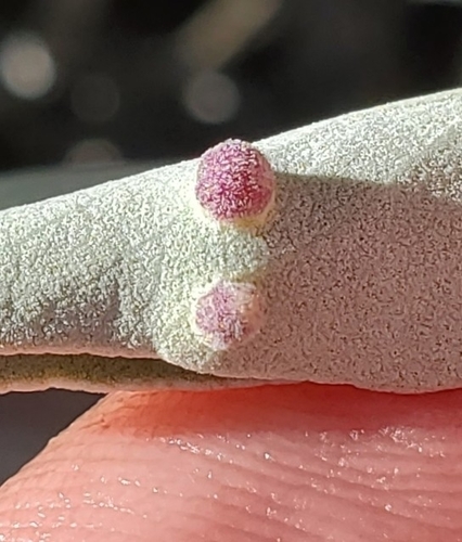 Rhopalomyia audibertiae