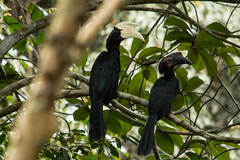 Anthracoceros malayanus
