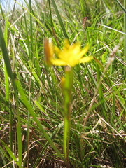 Nothoscordum montevidense