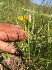 Nothoscordum montevidense