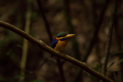 Actenoides concretus