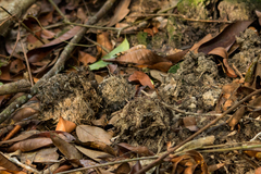 Elephas maximus sumatranus