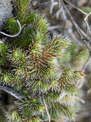 Selaginella peruviana