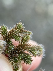 Selaginella peruviana