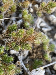 Selaginella peruviana