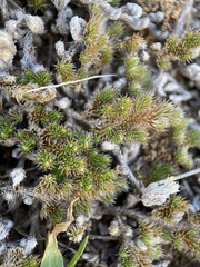 Selaginella peruviana