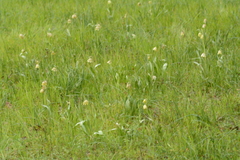 Fritillaria agrestis