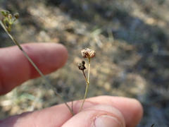 Seseli longifolium