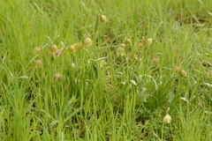 Fritillaria agrestis
