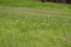 Fritillaria agrestis