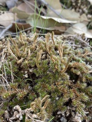 Selaginella peruviana