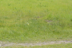 Fritillaria agrestis