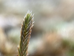 Selaginella peruviana