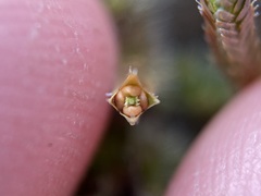 Selaginella peruviana