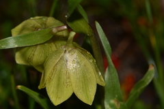 Fritillaria agrestis