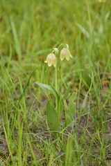 Fritillaria agrestis
