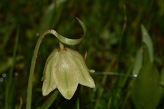 Fritillaria agrestis
