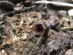 Gastrodia uraiensis