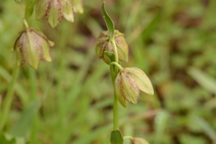 Fritillaria agrestis