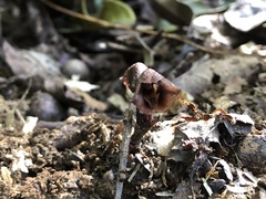 Gastrodia uraiensis