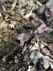 Gastrodia uraiensis