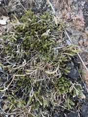Selaginella peruviana