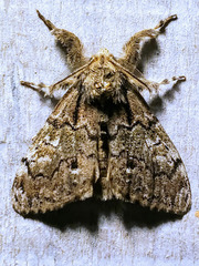 Dasychira plagiata