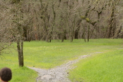 Fritillaria agrestis
