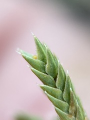 Selaginella peruviana