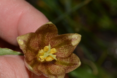 Fritillaria agrestis