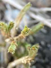 Selaginella peruviana