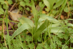 Fritillaria agrestis