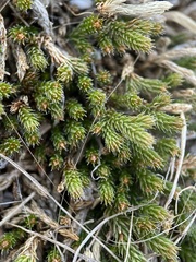Selaginella peruviana