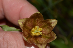 Fritillaria agrestis