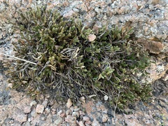 Selaginella peruviana
