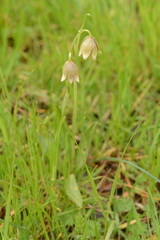 Fritillaria agrestis