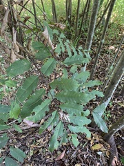 Cupaniopsis newmanii