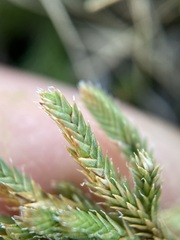 Selaginella peruviana