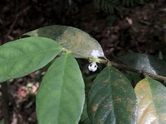 Lasianthus curtisii